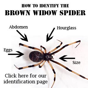 how to identify brown widow