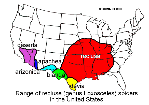Range of recluse spiders in the US color map