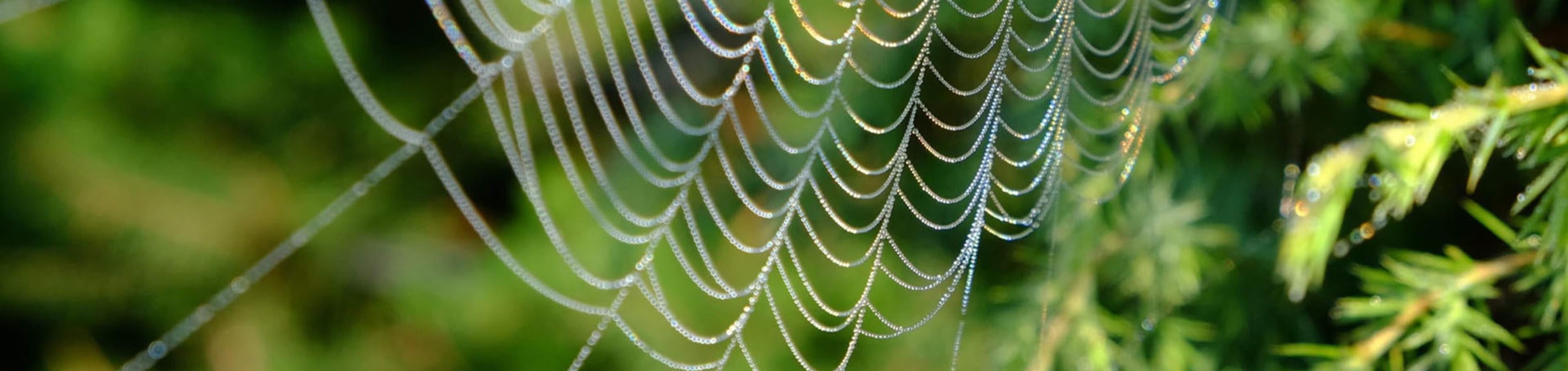 Spider web, free stock image from unsplash.com