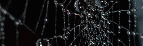 Cobweb free Pixabay image