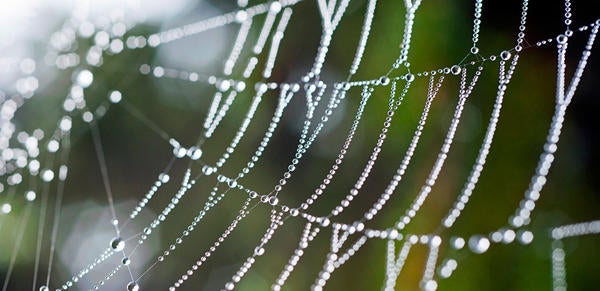 Gossamer Spider web