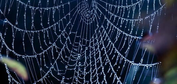 Spider Web 