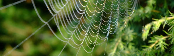 Spider web, free stock image from unsplash.com