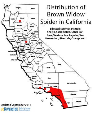 distribution of brown widows