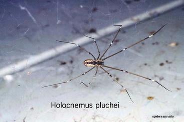 Harvestmen: The 'Spiders' That Aren't Actually Spiders