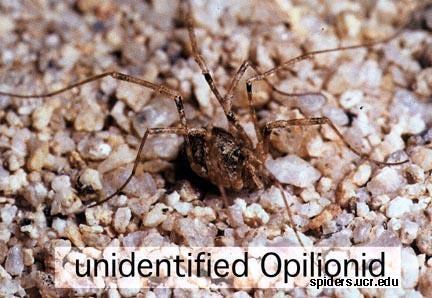 Daddy-long-legs Spider - The Australian Museum