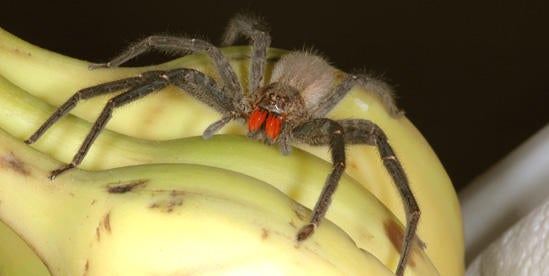 How to Identify Venomous (not Poisonous) Spiders » Wilderness Awareness  School