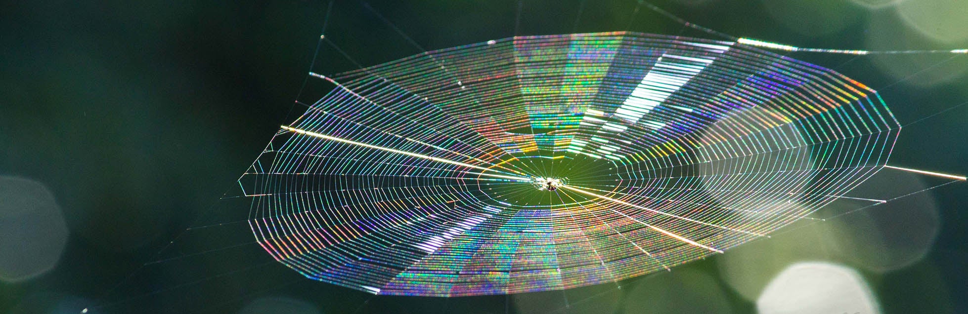Spiderweb diffraction (c) Vineeth Mathhew, American Physical Society